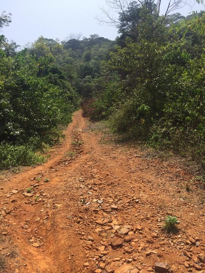 Unpaved laterite access track climbing through dense green vegetation in the project region of Sierra Leone